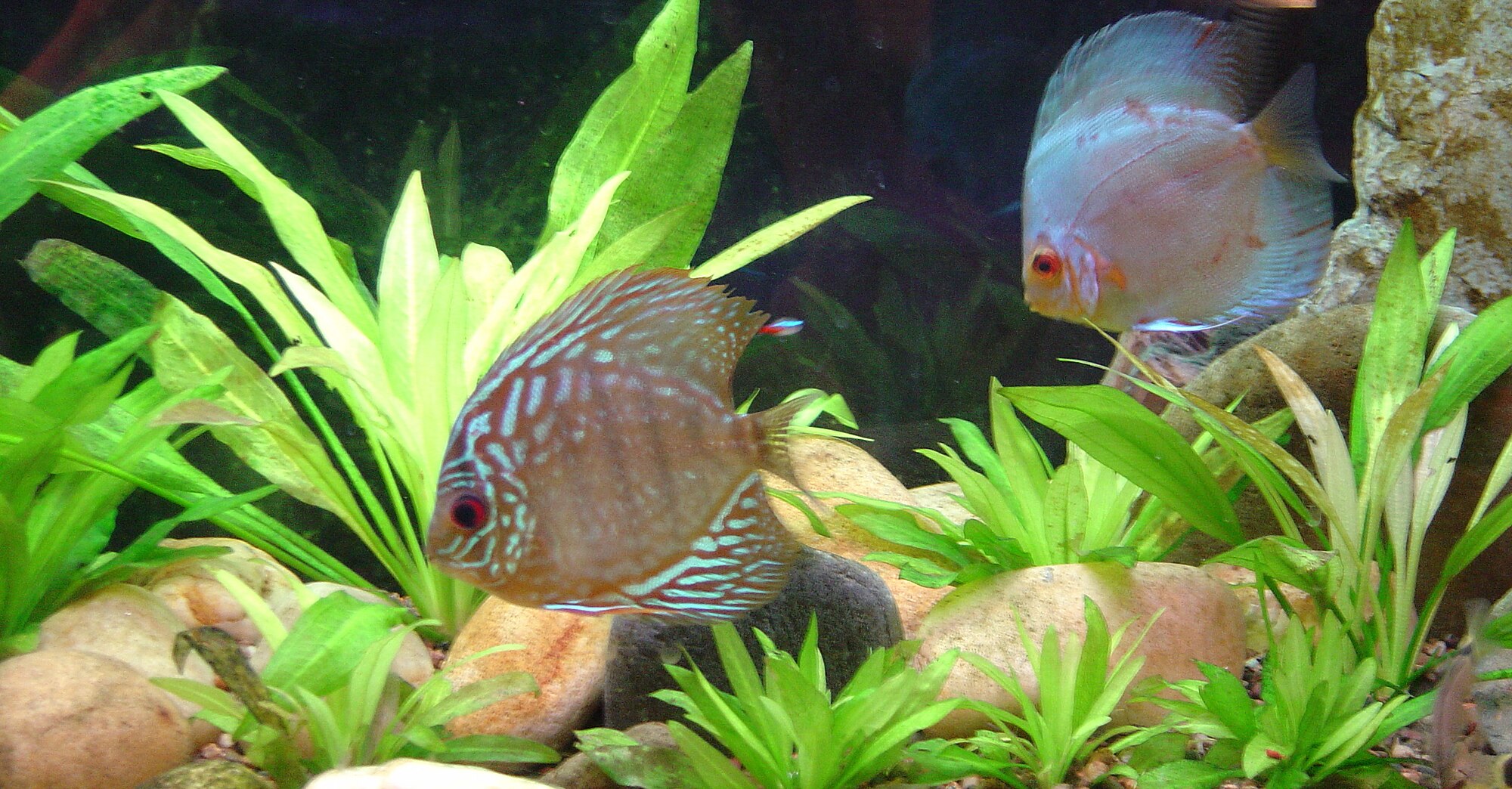 Thumbnail 3 Echinodorus bleherae