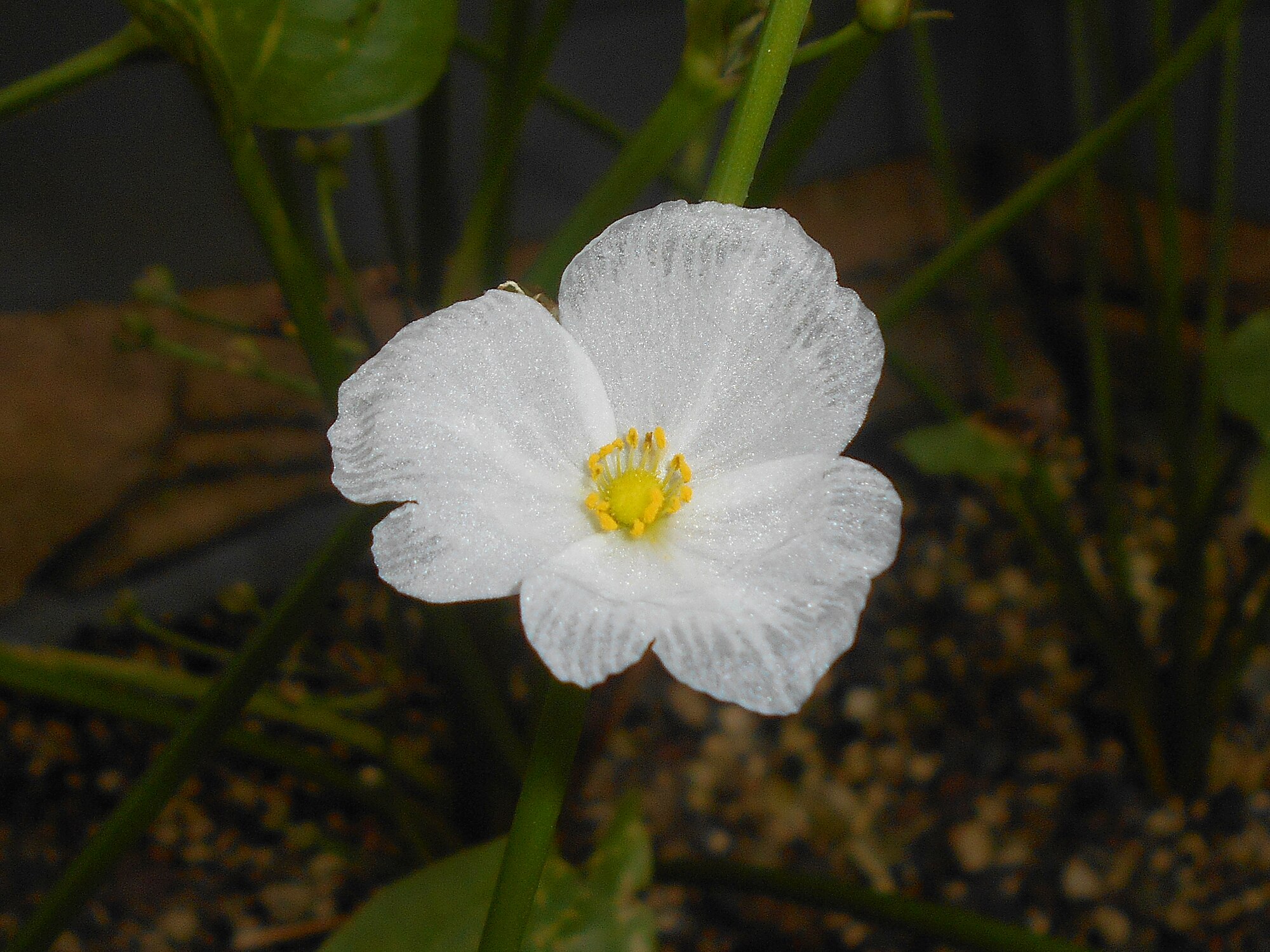Thumbnail 2 Echinodorus cordifolius