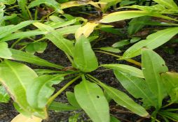 Echinodorus parviflorus
