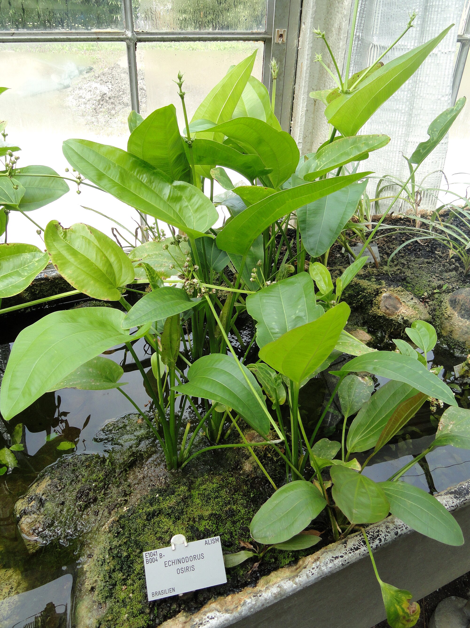 Thumbnail 2 Echinodorus uruguayensis