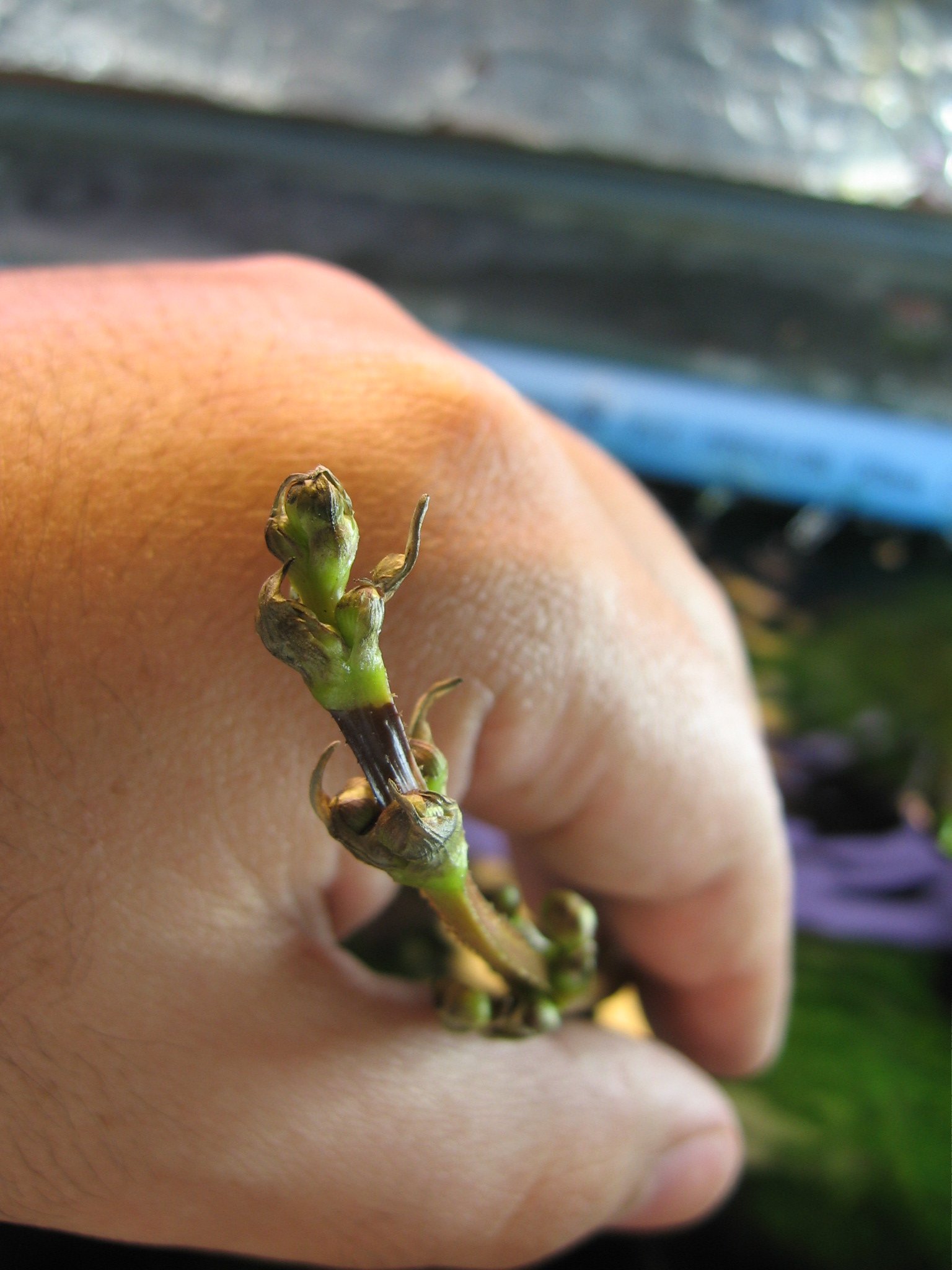 Thumbnail 3 Echinodorus uruguayensis