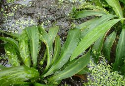 Echinodorus uruguayensis