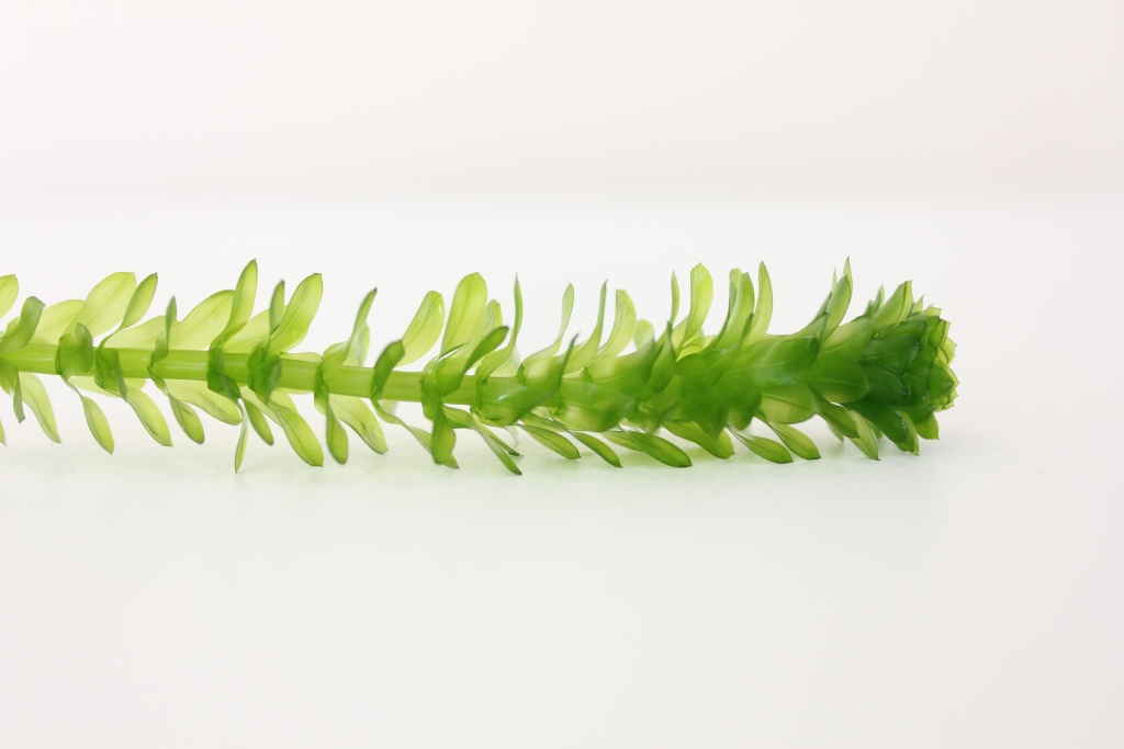 Thumbnail 2 Egeria densa