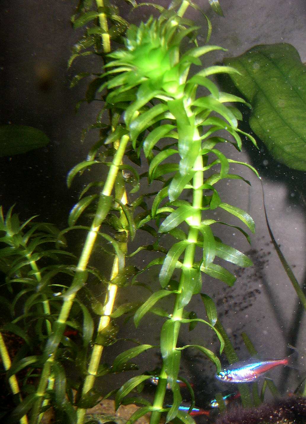 Thumbnail 3 Egeria densa
