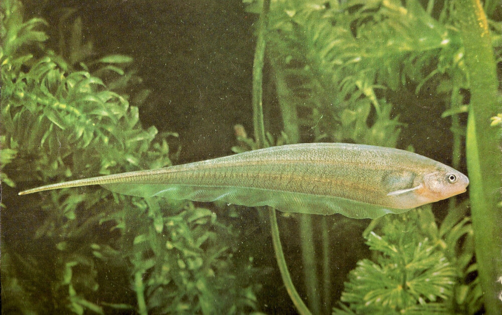 Thumbnail 2 Eigenmannia virescens