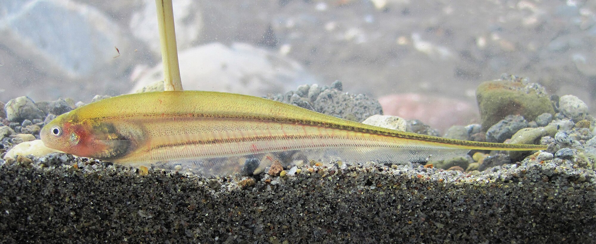 Thumbnail 3 Eigenmannia virescens