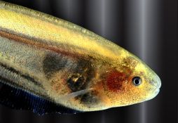 Eigenmannia virescens