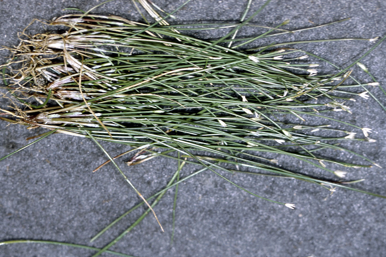 Thumbnail 2 Eleocharis parvula