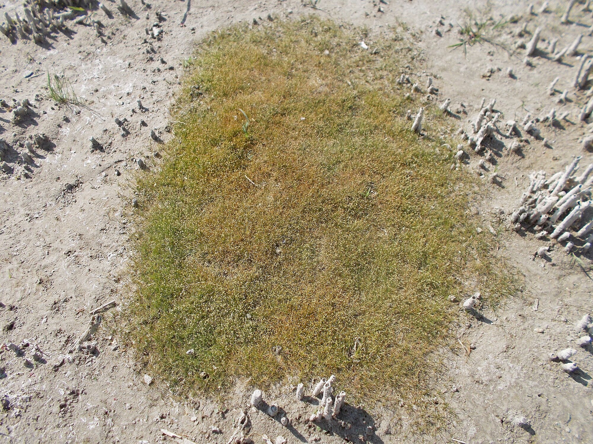 Thumbnail 3 Eleocharis parvula