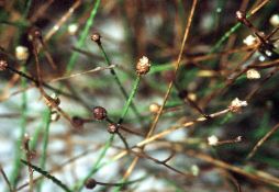 Eleocharis parvula