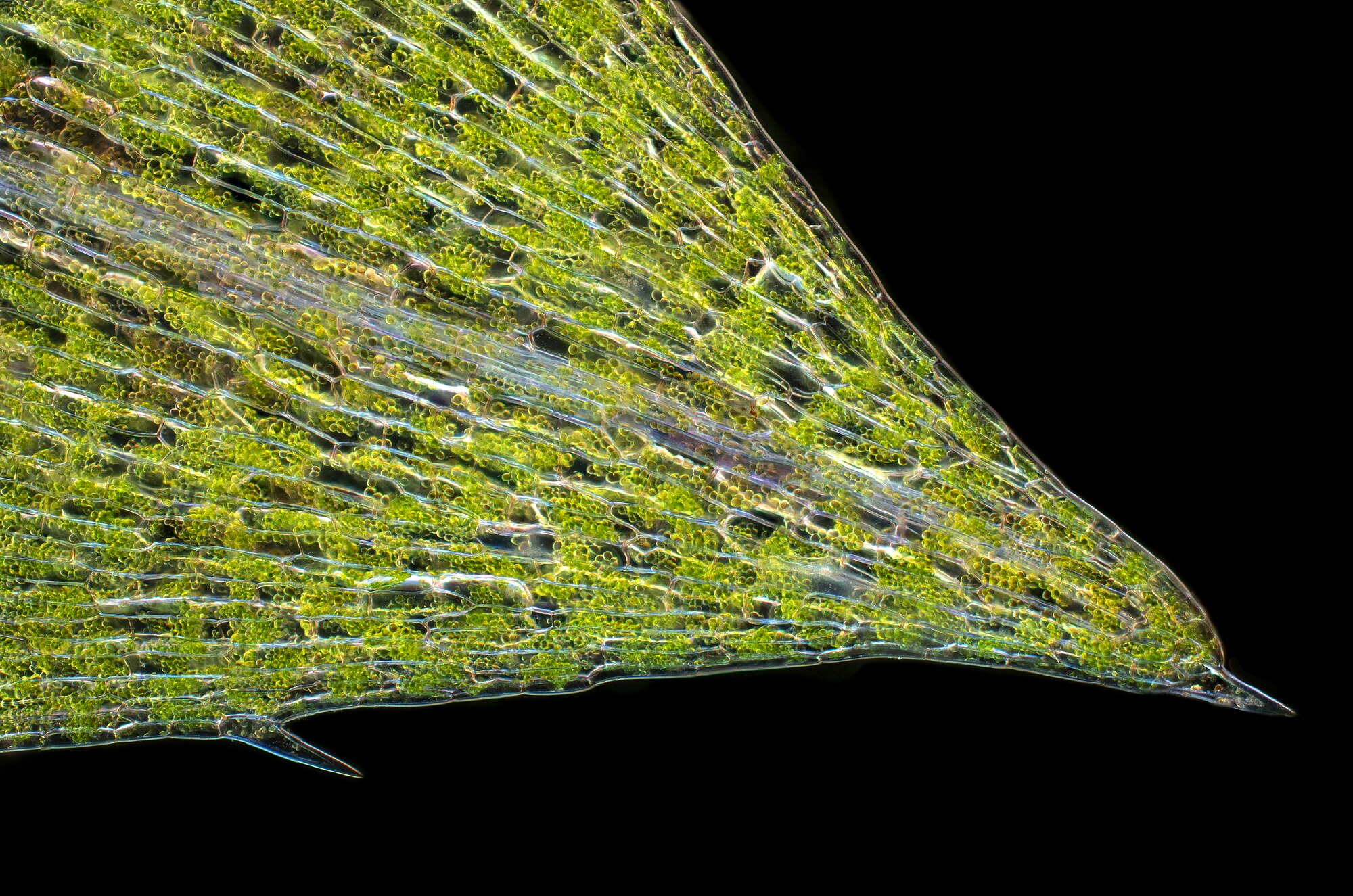 Thumbnail 3 Elodea canadensis