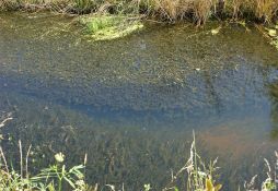 Elodea canadensis