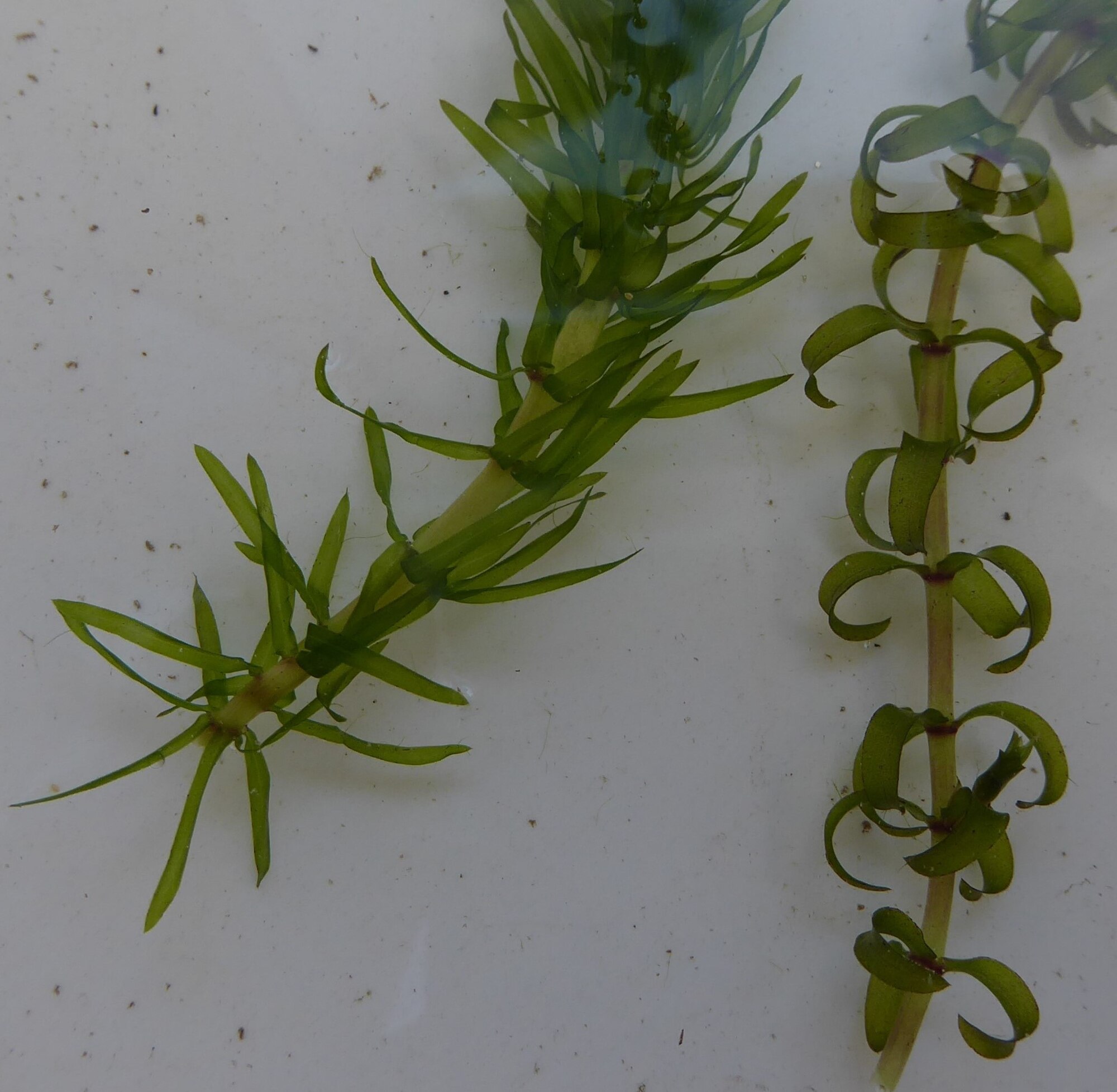 Thumbnail 2 Elodea nuttallii