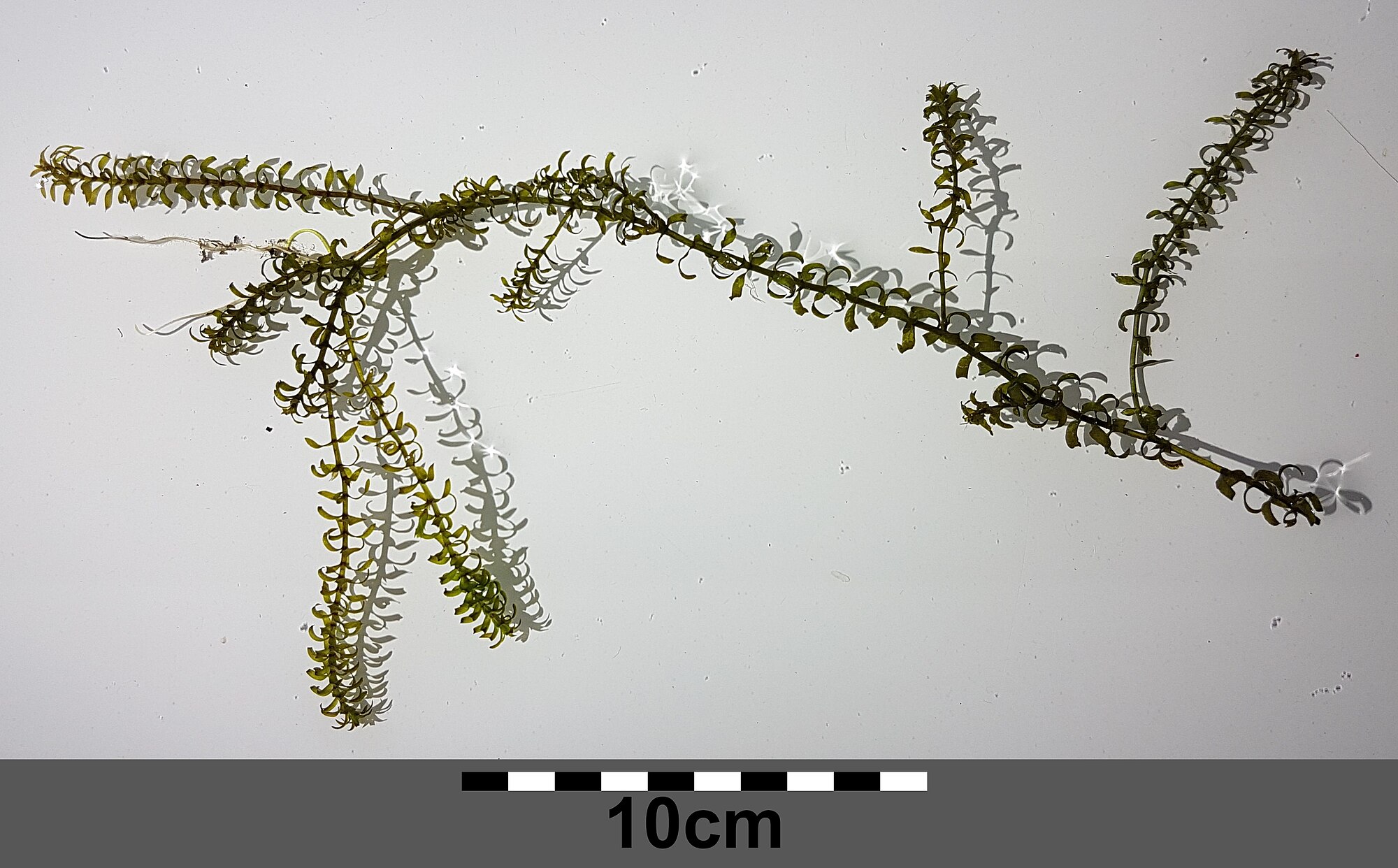 Thumbnail 3 Elodea nuttallii