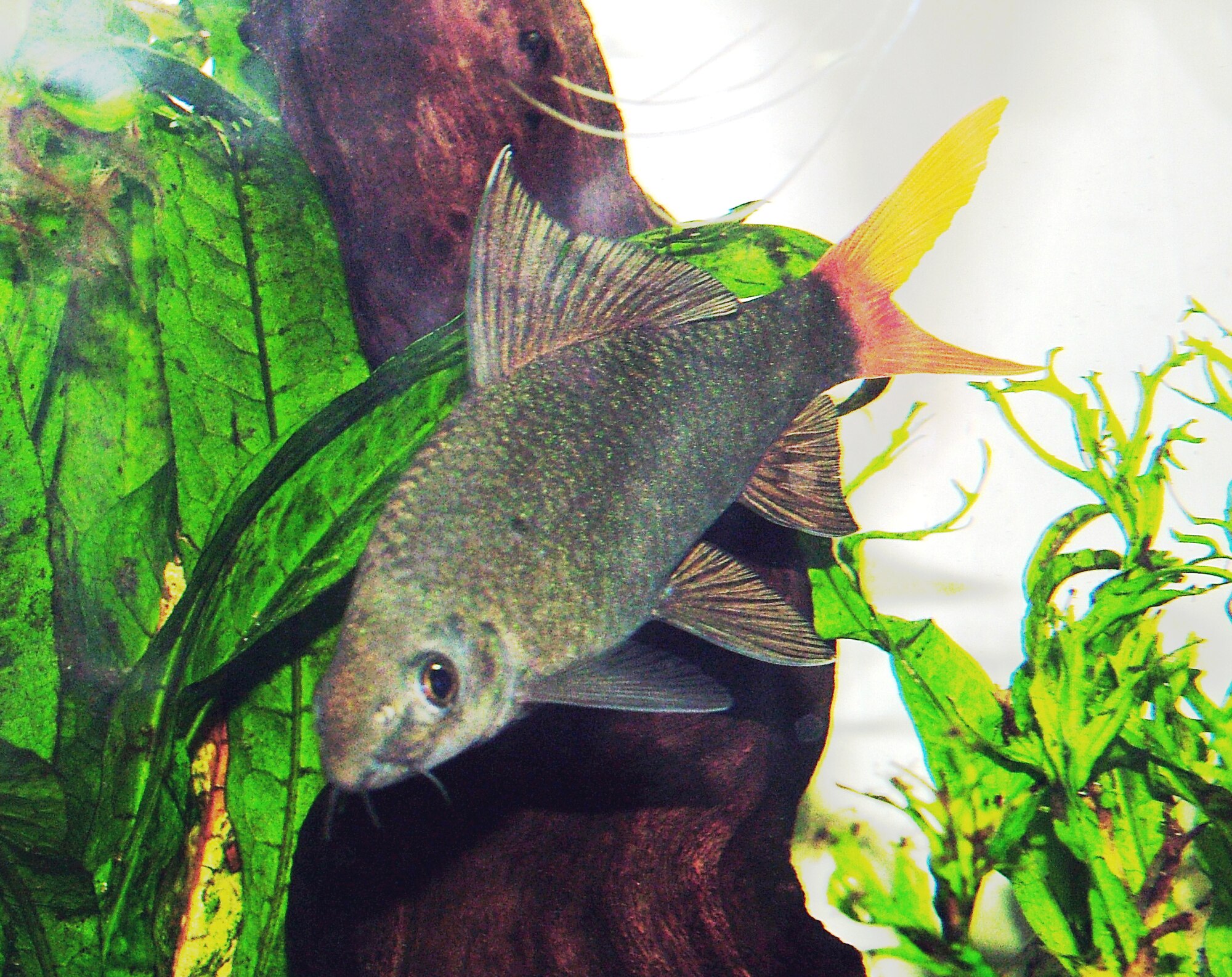 Thumbnail 2 Epalzeorhynchos bicolor