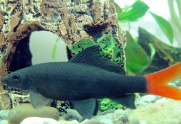 Epalzeorhynchos bicolor