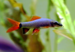 Epalzeorhynchos frenatum