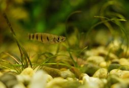 Epiplatys dageti