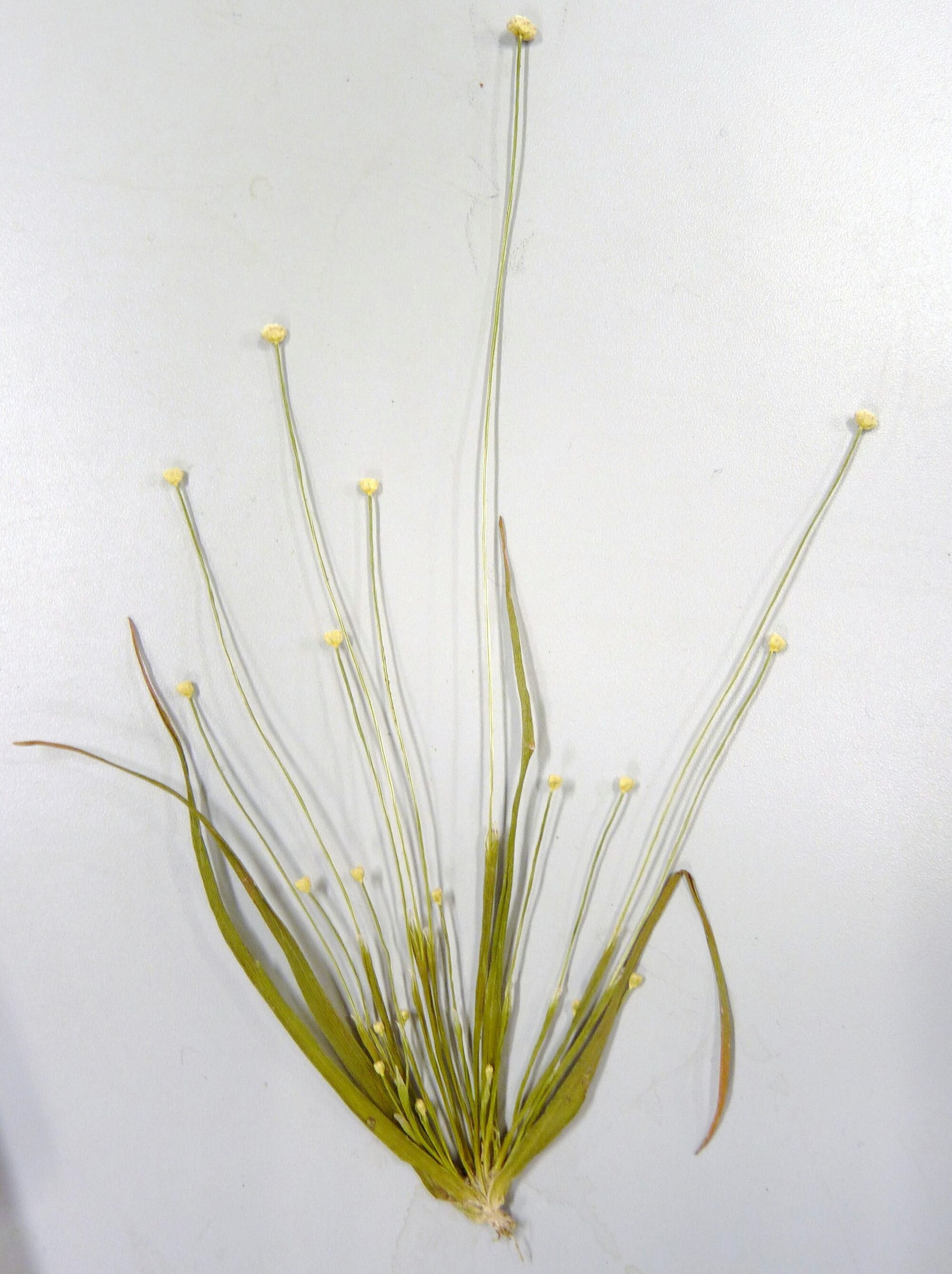 Thumbnail 2 Eriocaulon cinereum