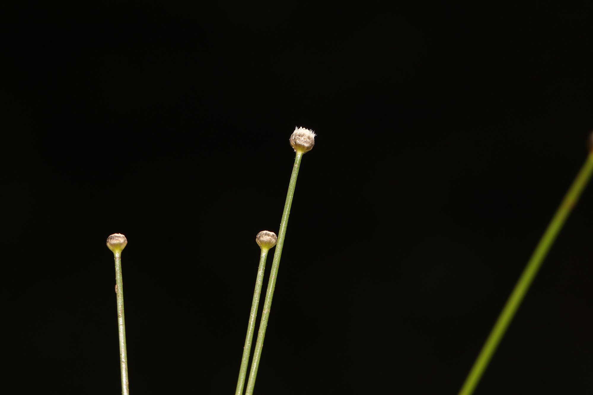 Thumbnail 3 Eriocaulon cinereum