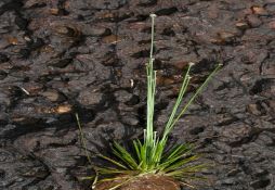 Eriocaulon cinereum