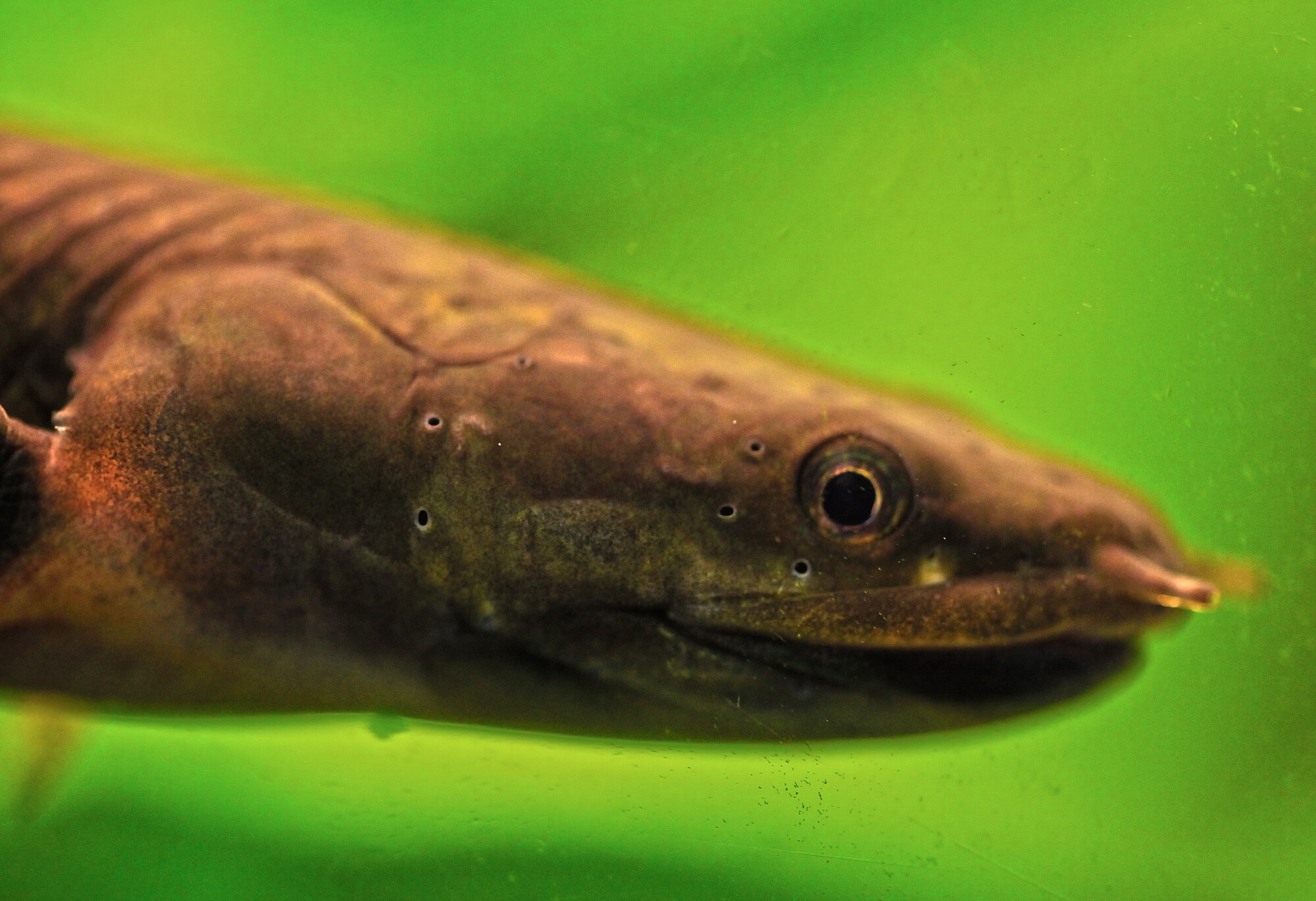 Thumbnail 2 Erpetoichthys calabaricus