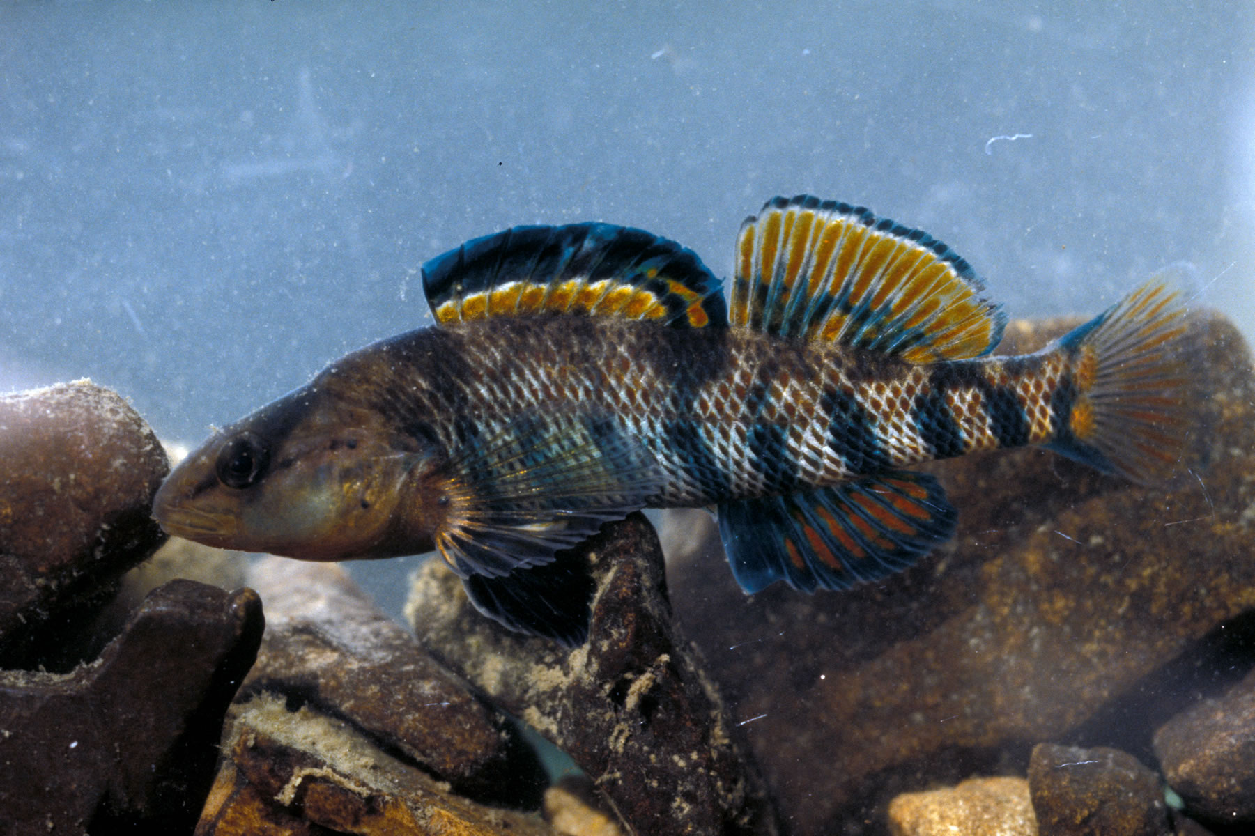 Thumbnail 2 Etheostoma caeruleum