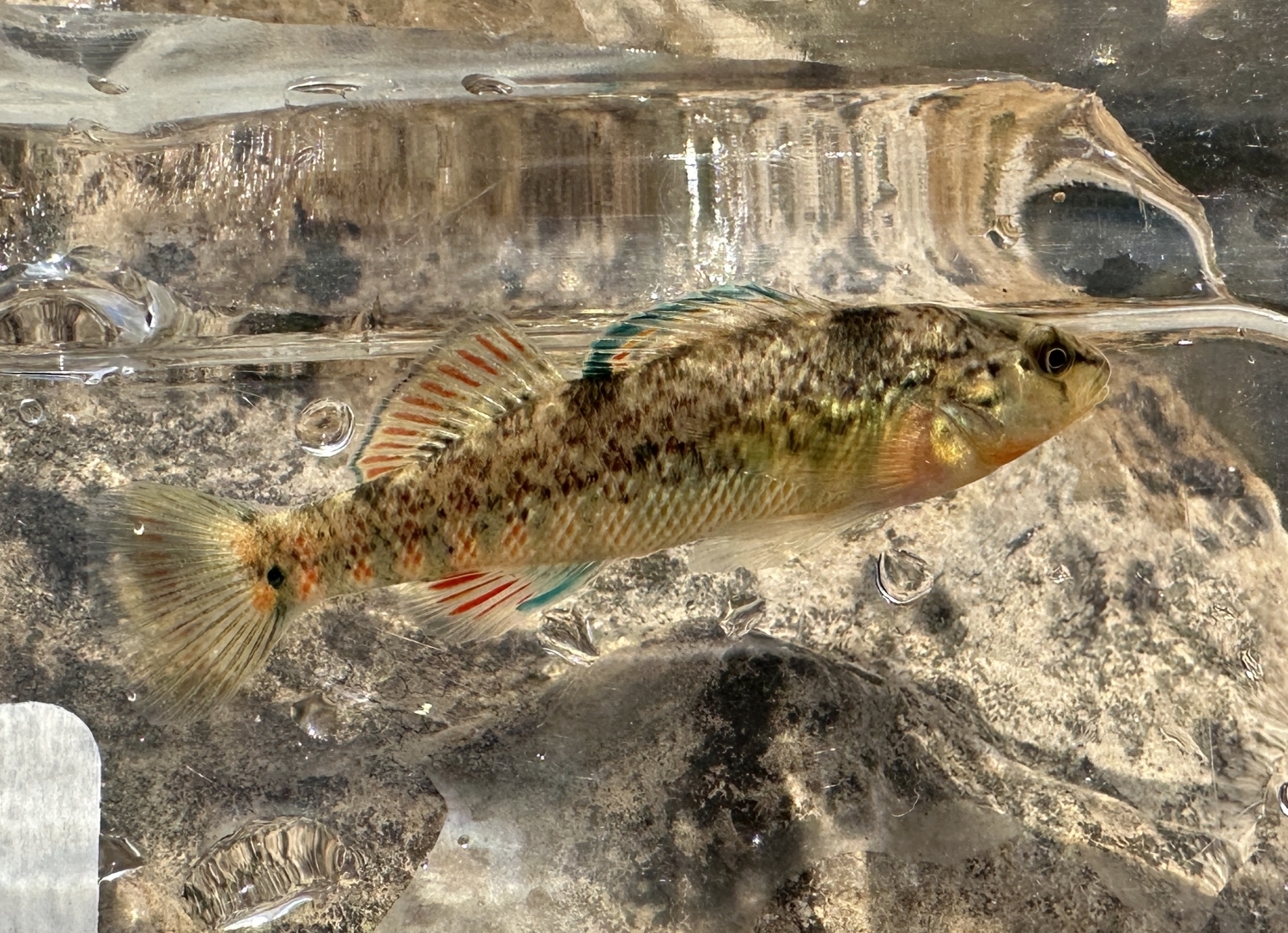 Thumbnail 3 Etheostoma caeruleum