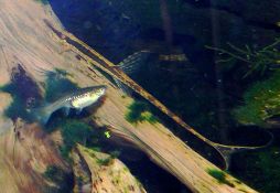 Farlowella acus