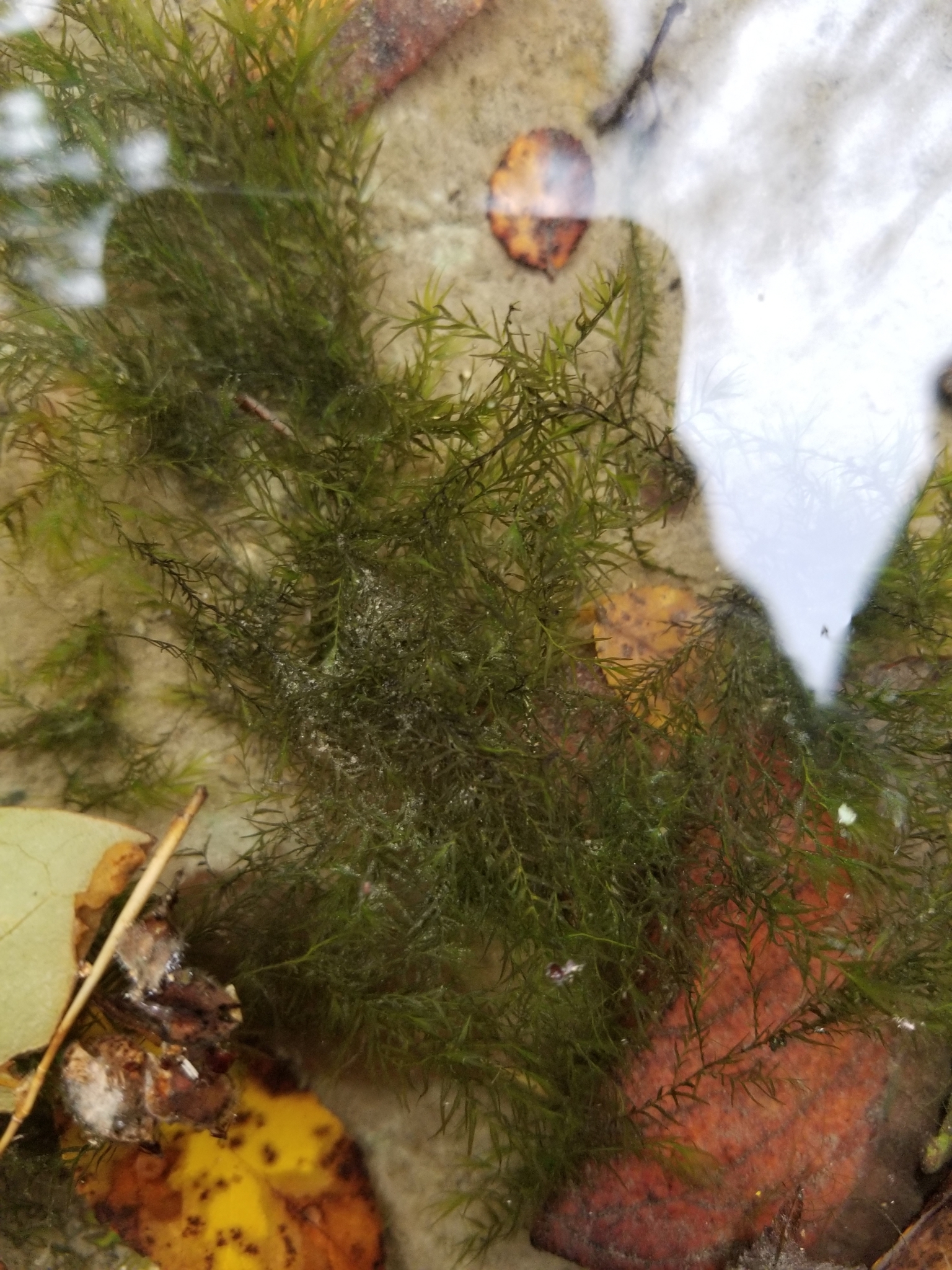 Fissidens fontanus