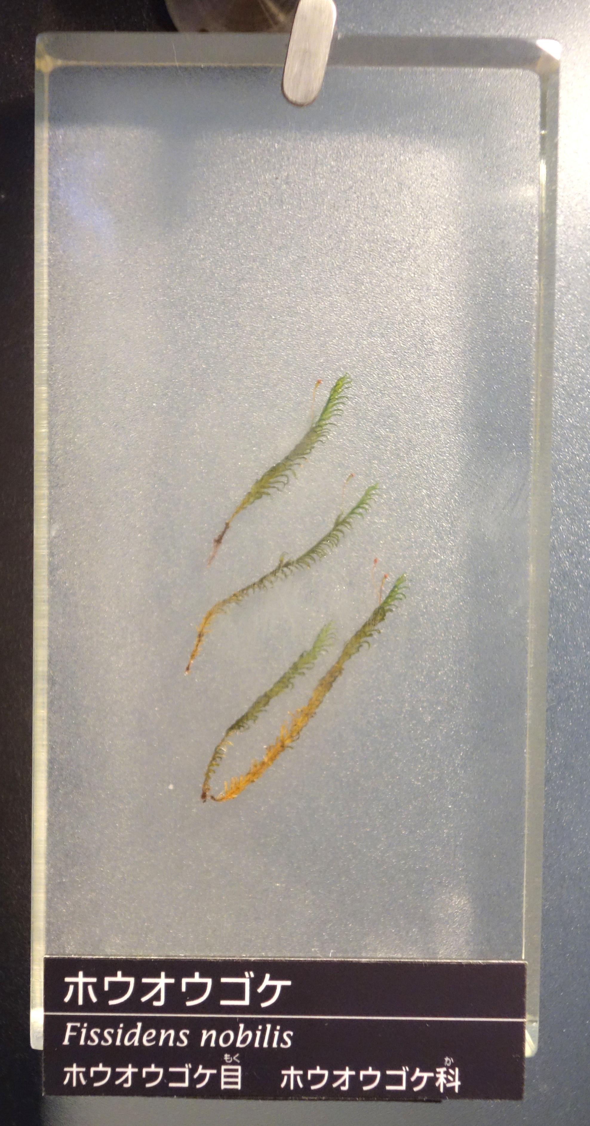 Fissidens nobilis