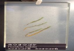 Fissidens nobilis
