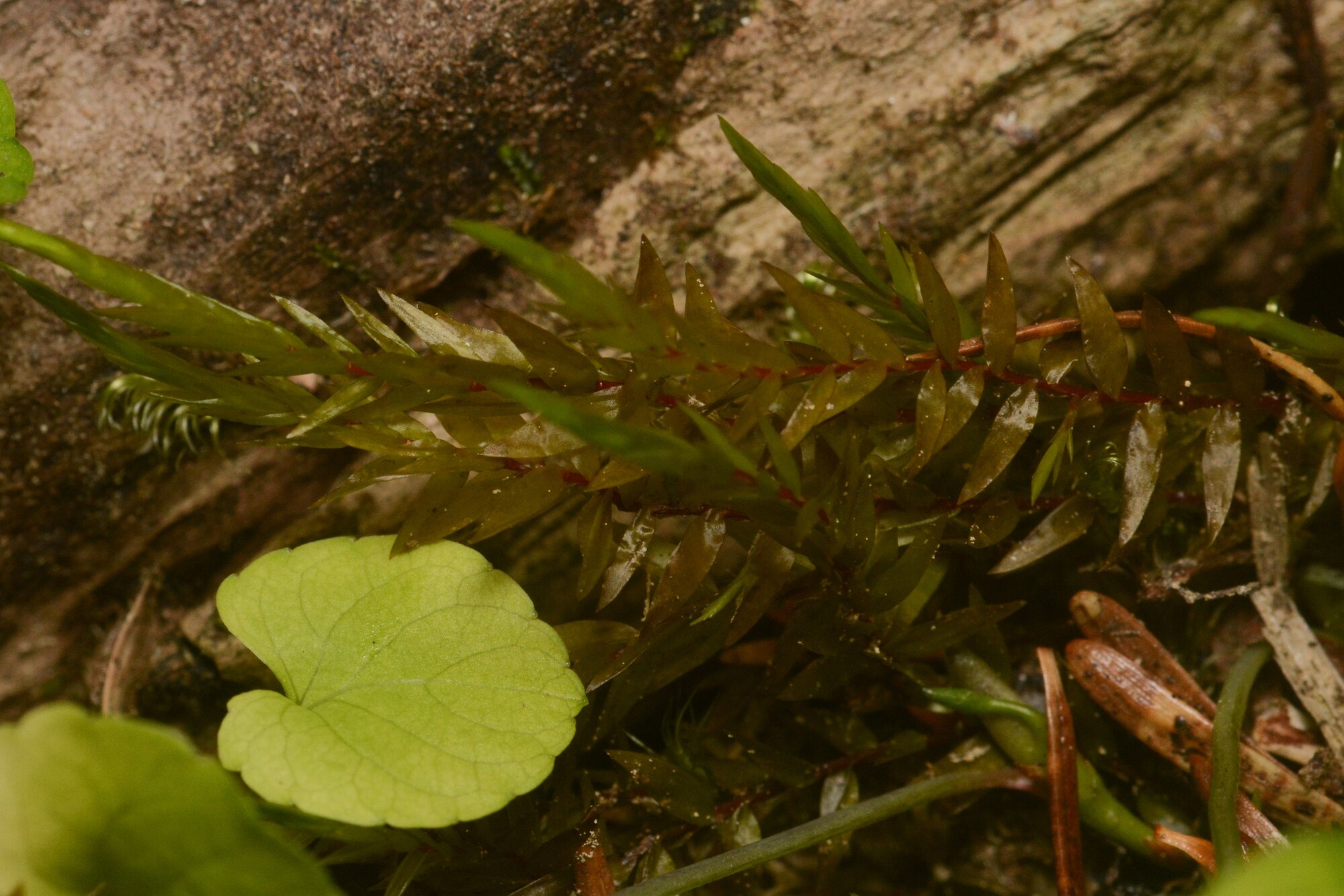 Thumbnail 2 Fontinalis antipyretica