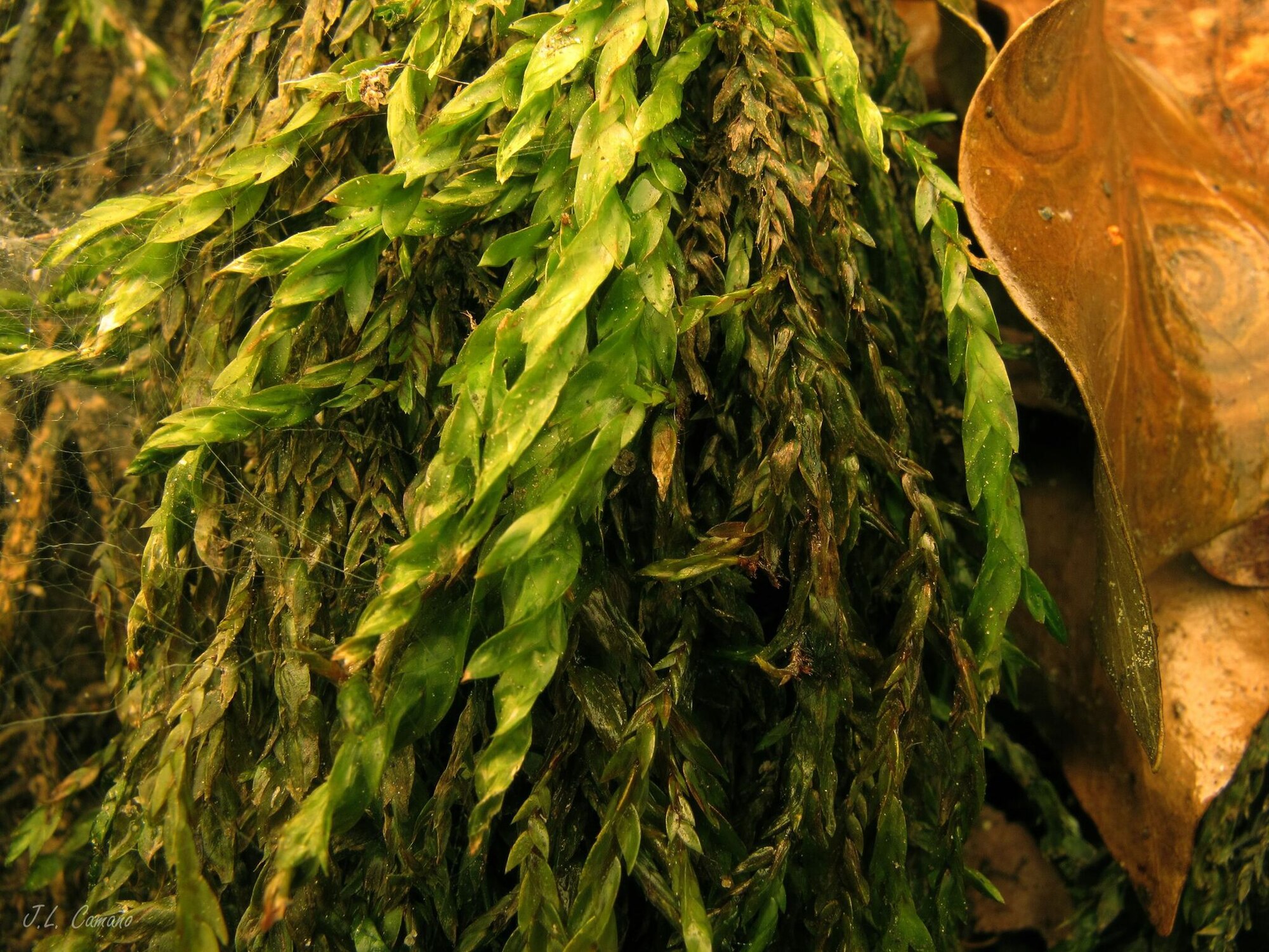 Thumbnail 3 Fontinalis antipyretica