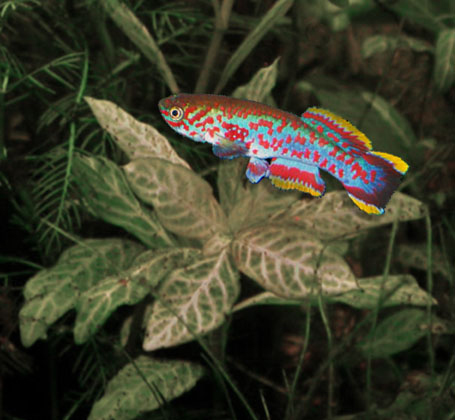 Thumbnail 3 Fundulopanchax gardneri