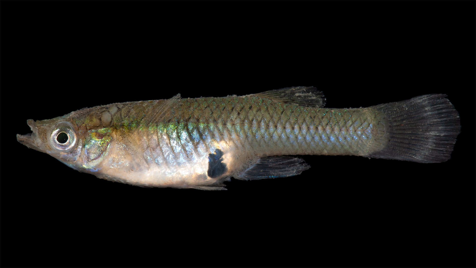 Gambusia holbrooki