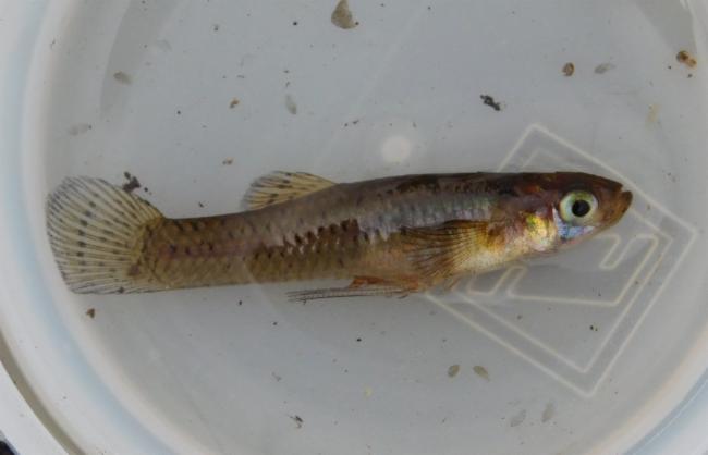 Thumbnail 2 Gambusia holbrooki