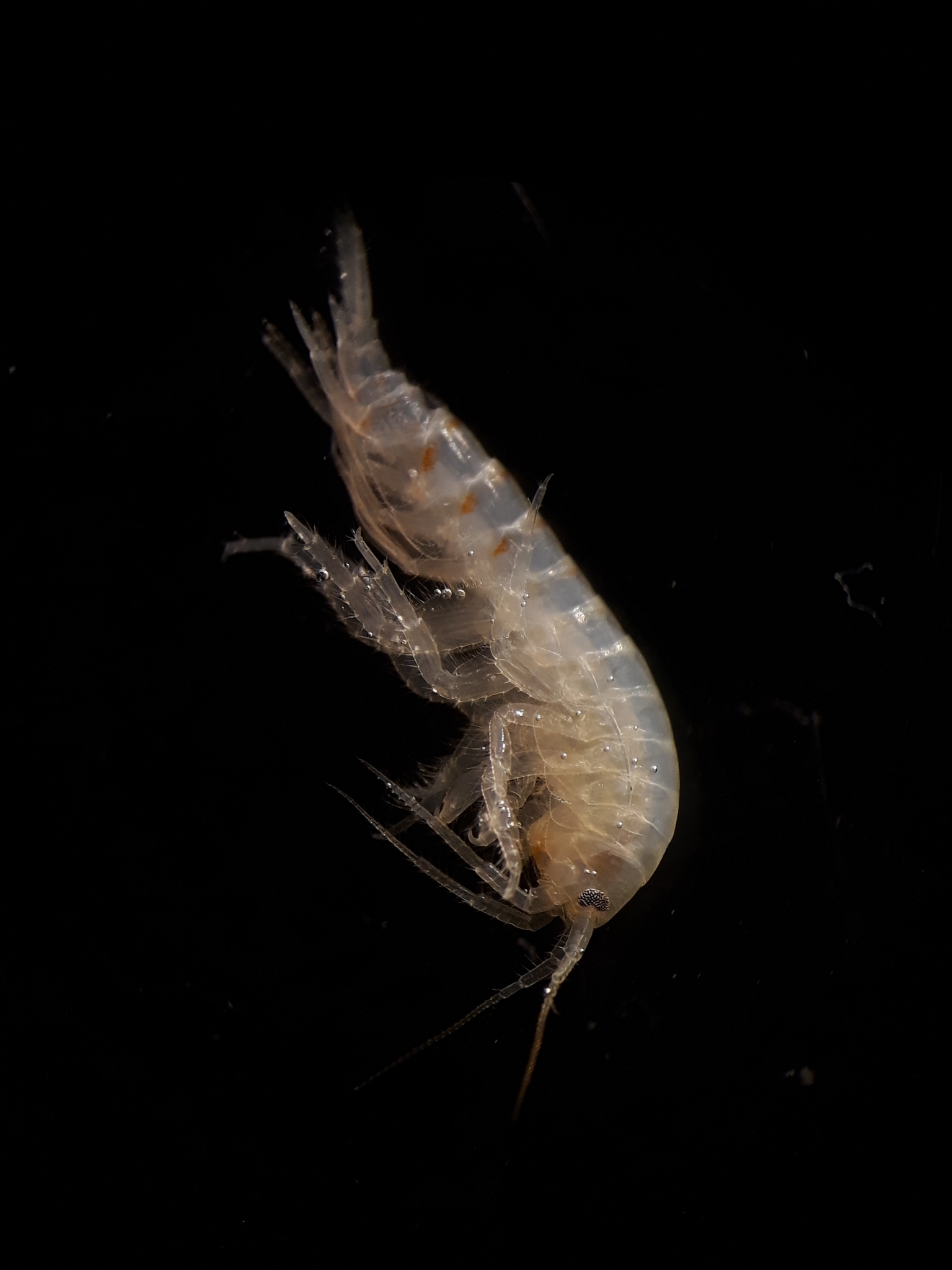 Thumbnail 3 Gammarus pulex