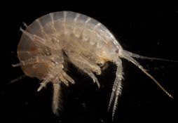 Gammarus pulex