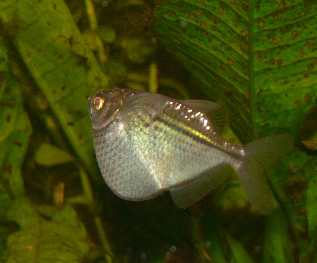 Thumbnail 2 Gasteropelecus sternicla