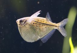 Gasteropelecus sternicla