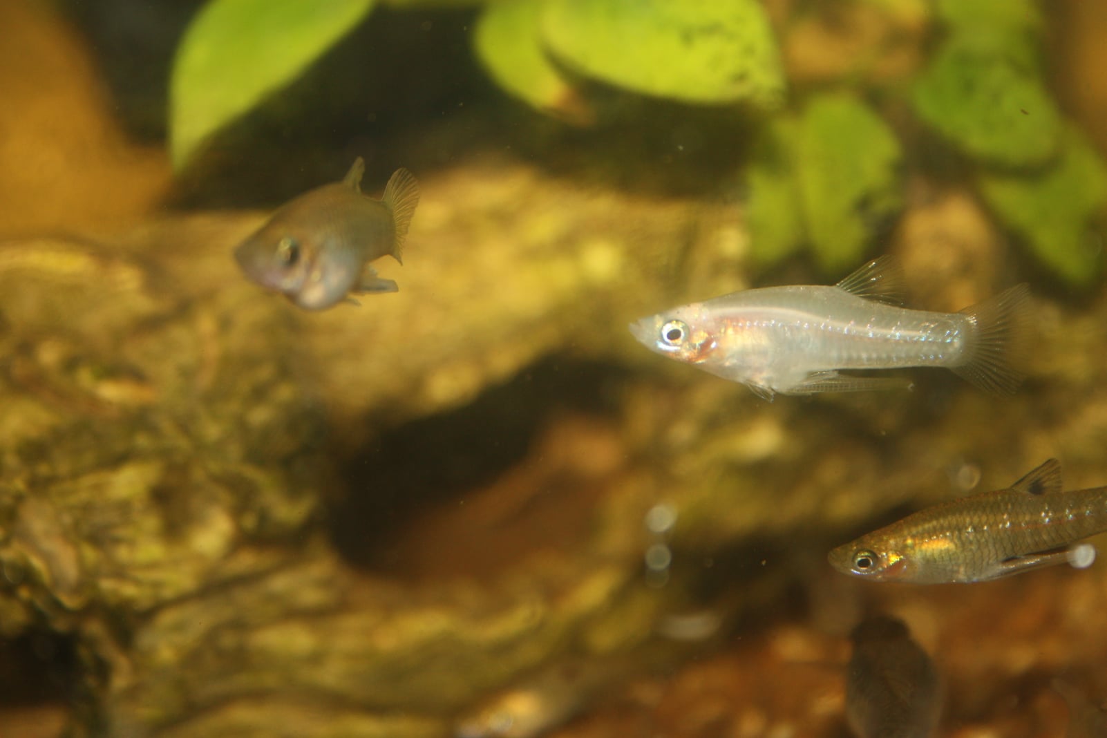 Thumbnail 3 Girardinus metallicus