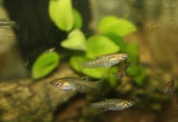 Girardinus metallicus