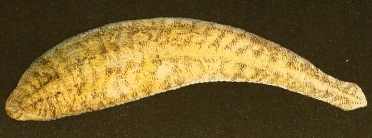 Thumbnail 2 Glossiphonia complanata