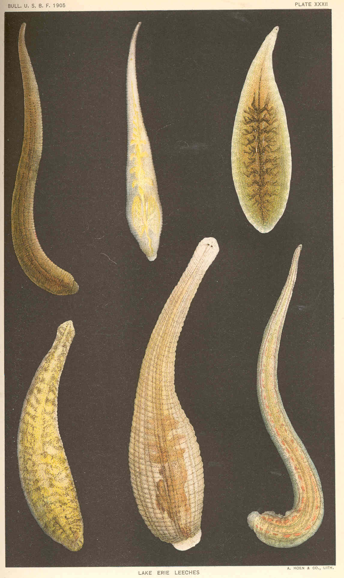 Thumbnail 3 Glossiphonia complanata