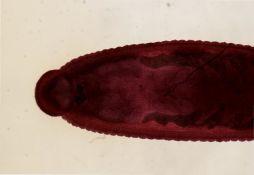 Glossiphonia complanata