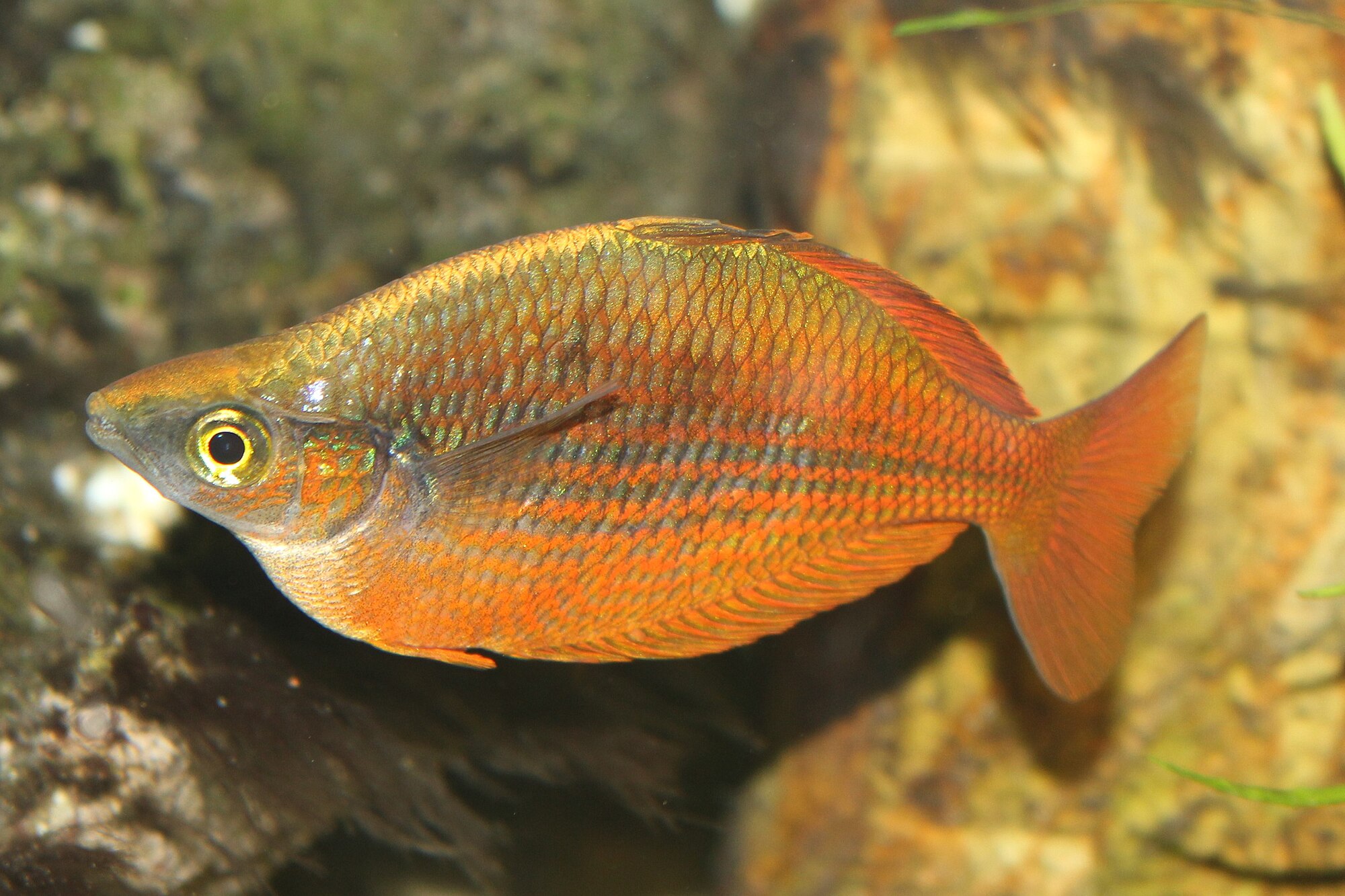 Glossolepis incisus
