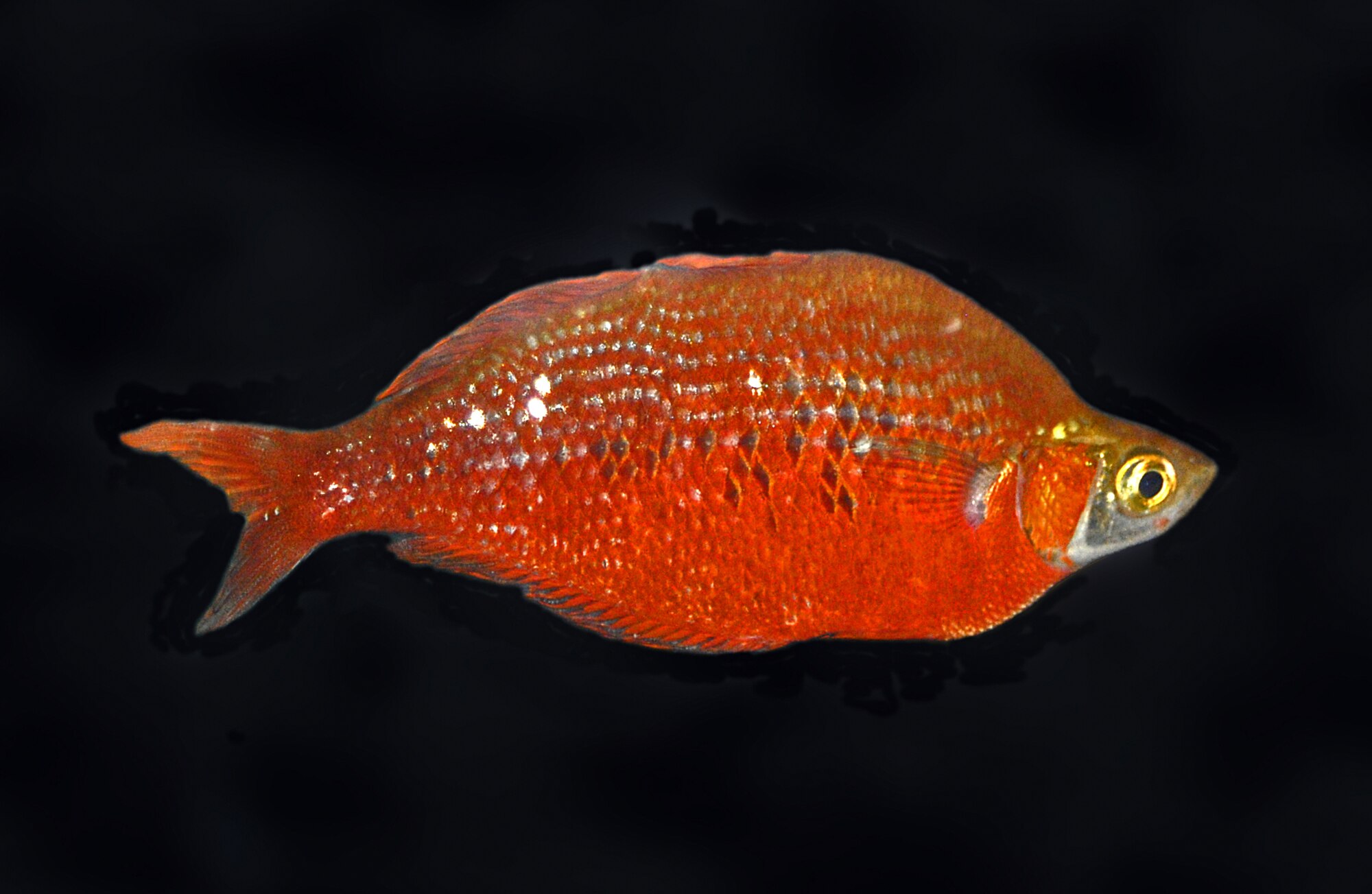 Thumbnail 2 Glossolepis incisus