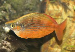 Glossolepis incisus