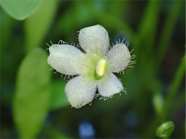 Thumbnail 2 Glossostigma elatinoides